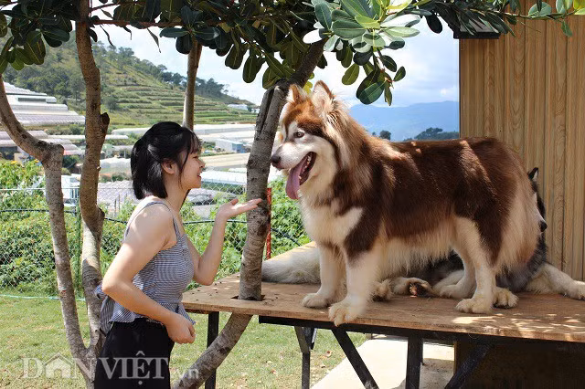 Nhiều du khách đã không ngại xa xôi đến tận trang trại để chụp hình và vui đùa cùng những chú chó. Trang trại mở cửa cho khách tham quan từ khoảng 9h sáng hàng ngày sau khi công việc vệ sinh cho chúng được hoàn tất.