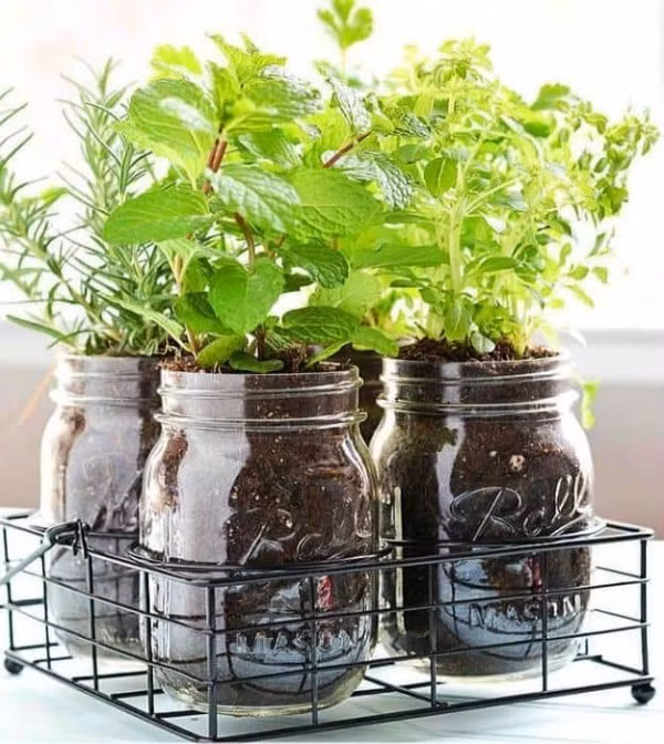 Chọn một khay bằng khung kim loại và đặt những chậu cây bằng lọ thủy tinh. Đặt “khu vườn” mini di động này ở bàn uống nước, ăn sáng hay đọc sách ngoài ban công đều tạo điểm nhấn đặc biệt cho góc nhỏ thêm xanh mát và vui tươi.