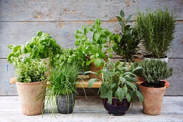 Một góc nhỏ ban công có thể là tạo phần kệ cao để đặt được nhiều những chậu rau gia vị. Góc nhỏ xinh xắn nhìn giống như một khu vườn mini vô cùng ấn tượng.