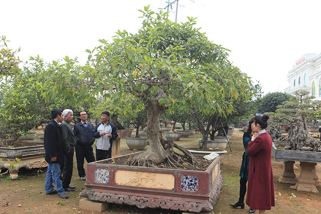 Cây sung của anh Phan Văn Toàn (TP. Việt Trì, Phú Thọ) được đánh giá là cây sung đẳng cấp.