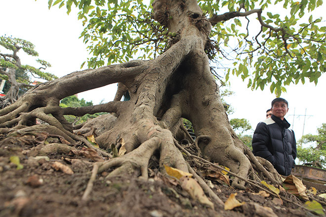 Chủ nhân của tác phẩm cho biết, cây sung này có nguồn gốc từ đất Tuyên Quang, của một ông giáo chuyên trồng và tạo tác sung nên ông làm sung rất đẹp. Tác phẩm đẹp từ bộ rễ đến tay cành, quả ra quanh năm.