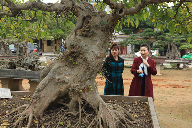 "Tôi mua cây sung này cách đây hơn chục năm với giá hơn 1 tỷ đồng. Rất nhiều đoàn đến thăm quan, họ đều ngạc nhiên bởi tác phẩm đẹp từ rễ lên ngọn. Cây có bộ rễ như vậy vì được trồng và uốn nắn từ nhỏ", anh Toàn nói.