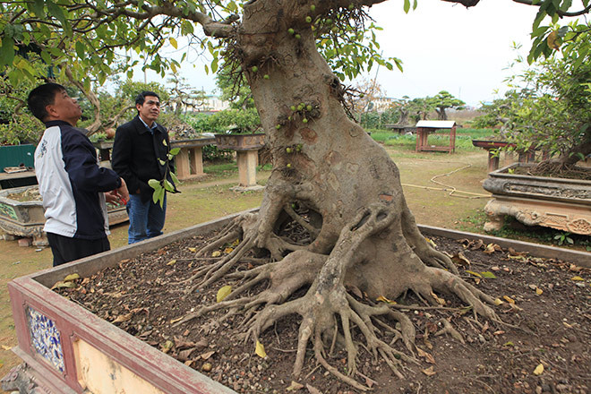 Theo anh Toàn, tìm được một cây sung có thế dáng, bộ rễ như thế này ở Việt Nam rất khó bởi cây này được tạo tác từ nhỏ. Cây sung có tuổi đời trên 100 năm.