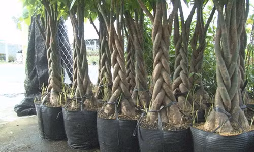 Cay kieng hinh dang doc la hut khach mien Tay