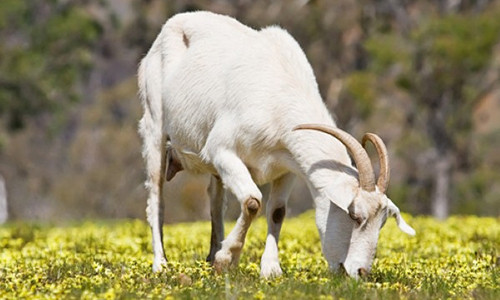 Tu vi tuoi Mui nam 2019: Su nghiep thang hoa, tinh cam tut doc