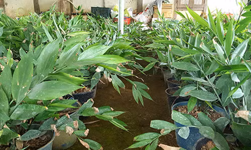 Giong gung hoang “thom