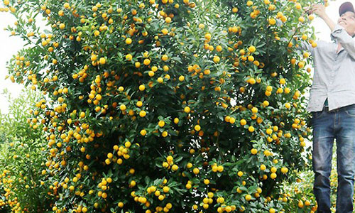 Một trong 4 chậu quất giá hơn 35 triệu đồng trong vườn ông Nguyễn Viết Ninh (Cẩm Hà, Hội An) Ảnh:Ngọc Phúc