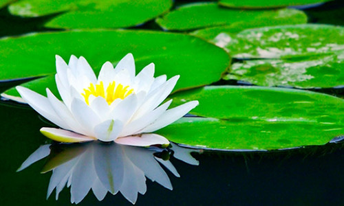 Trong doi co 7 dieu can phai 