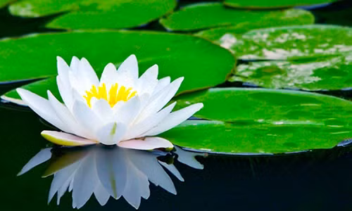 Trong doi co 7 dieu can phai 