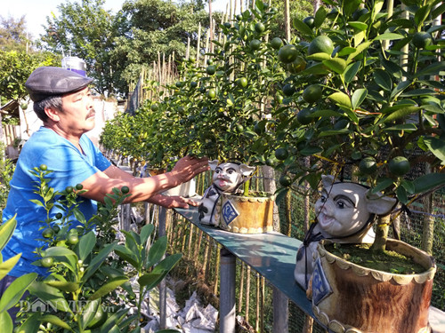 Ông Xuân chăm sóc sản phẩm quất Kỷ Hợi tại vườn của gia đình. "Nắm bắt được nhu cầu của khách hàng chơi Tết 2019, ngoài việc ghép quất với cần thăng, nhà vườn của tôi còn làm thêm nhiều sản phẩm quất Kỷ Hợi để bán", ông Xuân tiết lộ.