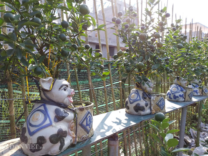 Theo chia sẻ của ông Trương Ngọc Xuân, chậu sứ hình các chú lợn được ông đặt làm ở làng gốm Bát Tràng. "Sản phẩm của tôi năm nay là các chú lợn ôm giỏ quất cảnh rất đẹp và ý nghĩa. Dù là hàng mới nhưng nhà vườn của tôi đã đón nhiều khách tới thăm quan và một số người đã bỏ tiền ra đặt hàng về chơi sớm", ông Xuân nói.