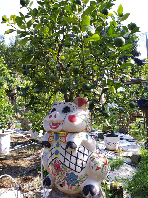 Các con lợn gốm đẹp ông Xuân ghép với các cây quất rất đẹp mắt và dễ thương.