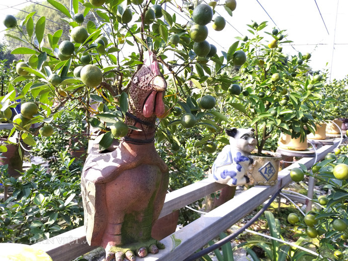 Ngoài sản phẩm quất Kỷ Hợi, nhà vườn của ông còn làm thêm nhiều sản phẩm con giống khác như gà, trâu...