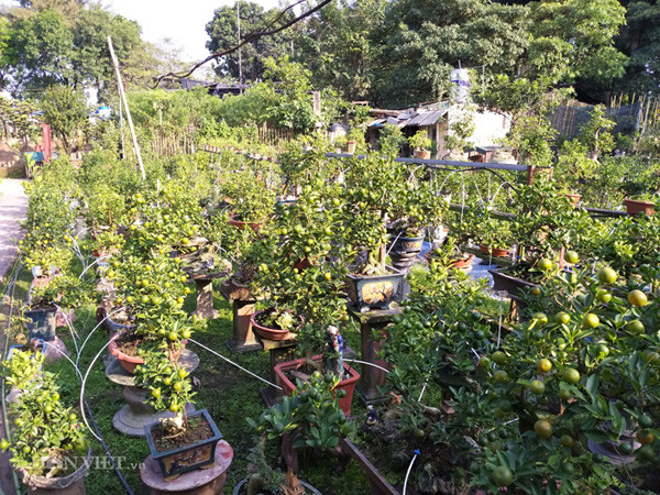 Ông Xuân cho hay: "Nếu như trước kia, mỗi lần tưới nước phải huy động người lắp đặt máy bơm, kéo đường ống khắp vườn thì nay chỉ cần nhấn nút là cả vườn được tưới nước và phân. Ưu điểm hơn là hệ thống nước này rất đảm bảo, nước và phân được tưới rất đều khắp các cây mà không lo bị lốc gốc".