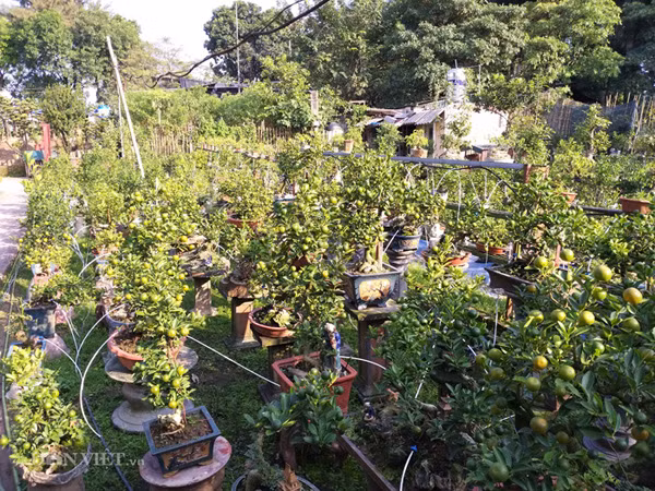 Ông Xuân cho hay: "Nếu như trước kia, mỗi lần tưới nước phải huy động người lắp đặt máy bơm, kéo đường ống khắp vườn thì nay chỉ cần nhấn nút là cả vườn được tưới nước và phân. Ưu điểm hơn là hệ thống nước này rất đảm bảo, nước và phân được tưới rất đều khắp các cây mà không lo bị lốc gốc".