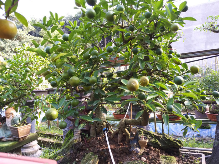 Bên cạnh các sản phẩm quất Kỷ Hợi, nhà vườn của ông Xuân vẫn có nhiều hàng quất "thăng tiến" (quất ghép cần thăng) bonsai giá hàng chục triệu đồng đang chờ đến ngày xuất vườn.