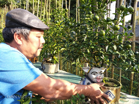 Năm nay, ông Xuân có khoảng 300 gốc quất cảnh các loại, trong đó chỉ có vài chục sản phẩm quất Kỷ Hợi. Những cây quất bonsai đẹp nhưng giá bán cũng khá bình dân, chỉ từ 1 đến vài triệu đồng.