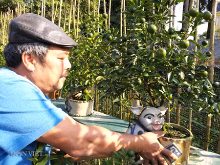 Năm nay, ông Xuân có khoảng 300 gốc quất cảnh các loại, trong đó chỉ có vài chục sản phẩm quất Kỷ Hợi. Những cây quất bonsai đẹp nhưng giá bán cũng khá bình dân, chỉ từ 1 đến vài triệu đồng.