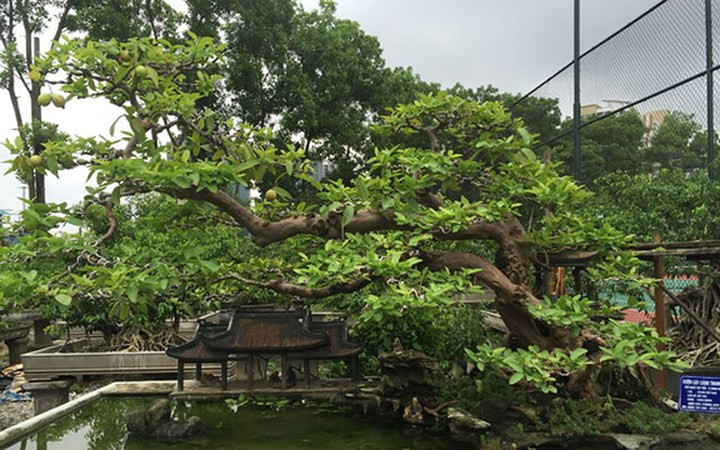  Cây ổi hồng đào của gia đình ông Phùng Anh Lê, 52 tuổi, ở quận Thanh Xuân, Hà Nội. Vào thời điểm tháng 5 hằng năm, cây ổi sai trĩu quả, chín vàng.