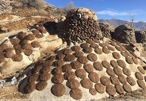 Đặc biệt trong ngày lễ truyền thống Diwali, nhiều người dân Ấn Độ thường cử hành nghi thức tại nhà hoặc văn phòng, dẫn đến tình trạng cung không đủ cầu đối với mặt hàng này.