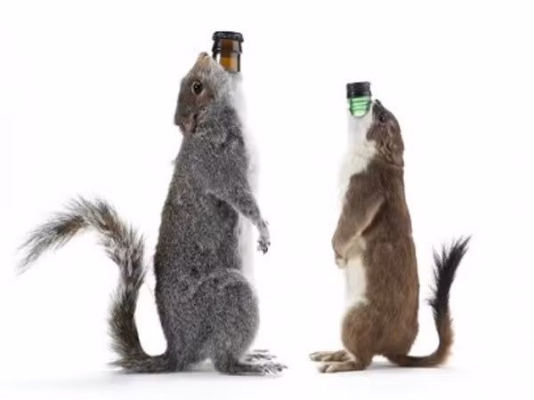 Theo công ty BrewDog của Scottland, "The End of History" là một trong những loại bia đắt và gây sốc nhất thế giới.