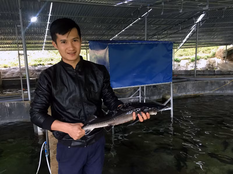 Công nhân trại cá giới thiệu với chúng tôi về cá của trại, khẳng định cá được nuôi tại thượng nguồn sông Cầu thuộc huyện Chợ Đồn.