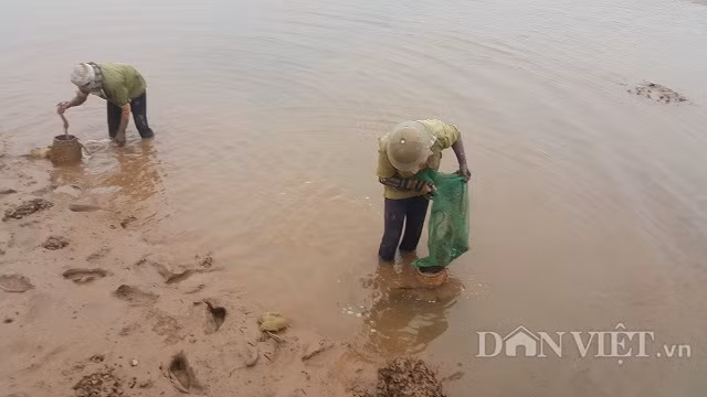 Chị Trần Thị Hồng (38 tuổi) ở xã Nam Điền, huyện Nghĩa Hưng cho biết, tối qua cũng nghe đài báo là rét đậm, rét hại nhưng do không có việc gì làm nên chúng tôi không còn lựa chọn nào khác, đành phải đi bắt sò, bắt ngao để lấy kế sinh nhai.