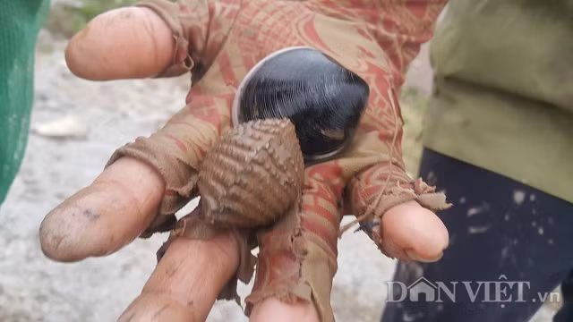 “Mới bắt được có mấy tiếng mà tay chân nó cứng đờ và đỏ hết lên rồi, không có cảm giác gì nữa, thôi cố gắng bắt thêm tý nữa rồi mới lên. Dù biết là lạnh lắm nhưng sắp đến Tết rồi, thôi cố gắng đi bắt để kiếm ít tiền để tiêu Tết.” bà Xuyến chia sẻ.