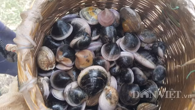 Thứ mà họ bất chấp cái lạnh để mưu sinh đó là đi bắt sò huyết và ngao đen, 2 loại này chủ yếu sống dưới lớp bùn lầy ở các bãi bồi ven biển, phải chờ nước cạn mới có thể bắt được chúng và chúng có giá khá cao. Trung bình một ngày mỗi người bắt được khoảng từ 10-20 kg, tính ra cũng được vài trăm ngàn đồng.