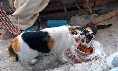 Hai mẹ con nhà mèo tỏ thái độ ra mặt với người mua đồ ăn cho mình.