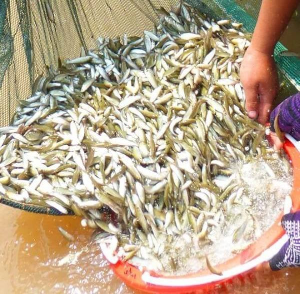 Mien Tay mua nuoc noi: Ca linh mua lu, nhung co may loai ca linh?