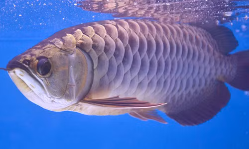 Gioi sieu giau chi tien ty san lung ca rong 