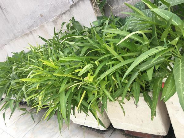 Thời gian đầu trồng, chị cũng chưa có nhiều kinh nghiệm nên trồng rau chậm lớn, còi cọc. Sau một thời gian lên mạng tìm hiểu, học hỏi từ những người đi trước chị bắt đầu tích lũy cho mình những kinh nghiệm của một nông dân sân thượng.