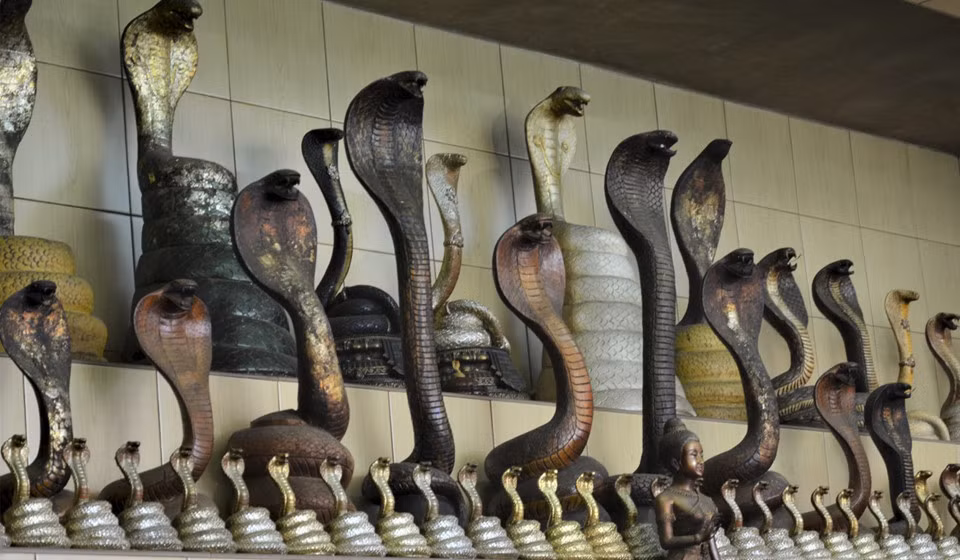 Nhiều gia đình tại làng Namaipai lập đền thờ rắn hổ mang. Họ thường cúng trứng và gà, đổi lại "thần rắn" sẽ ban cho họ tiền tài và sức khỏe. Ngoài ra, nhiều ngôi đền thờ rắn khác cũng được dựng trên khắp lãnh thổ Thái Lan. Nổi tiếng nhất là Điện thờ Nữ chúa hổ mang tại quận Thonburi, Bangkok. Ảnh: Tibor Krausz.