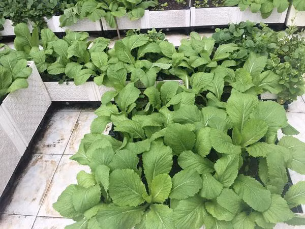 Trồng rau theo mùa vụ cũng là cách để hạn chế sâu bệnh, chị Thảo cho hay.