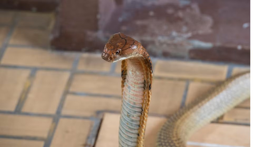 Đạo Phật là tôn giáo chính của người dân ở Thái Lan. Theo truyền thuyết, khi đức Phật Thích Ca Mâu Ni đang ngồi thiền dưới cây bồ đề thì một trận mưa kéo đến, chúa rắn hổ mang Naga đã cuộn thân mình che mưa cho đức Phật. Người Thái tin rằng loài rắn này có khả năng trò chuyện, giao tiếp với con người. Ảnh: Tibor Krausz.