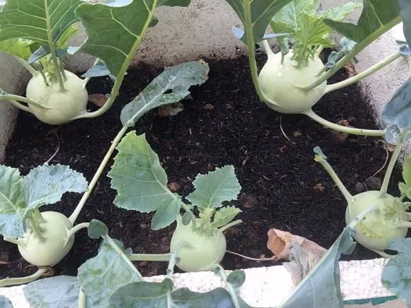 Sân thượng cũng được tận dụng tối đa diện tích, sắp xếp khoa học để có thể vừa trồng được các loại rau ăn hàng ngày, rau gia vị, các loại cây cho quả và cho củ. Bởi vậy, không gian sân thượng vừa là nơi để mọi người trò chuyện hàng ngày, vừa là nơi để các thành viên cùng nhau chăm chút cho từng chậu cây, chậu rau.