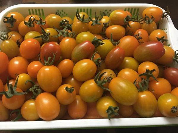 Chị yên tâm khi dùng rau, củ quả mình trồng để nấu những món ăn ngon cho gia đình mỗi ngày.