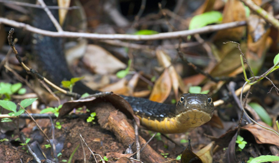 Tuy nhiên, không phải người Thái nào cũng tôn thờ thần rắn. Quận Klong Toei, Bangkok nổi tiếng với nhiều nhà hàng phục vụ các món ăn làm từ rắn, trong đó có món tiết canh sống. Ảnh: Alamy.