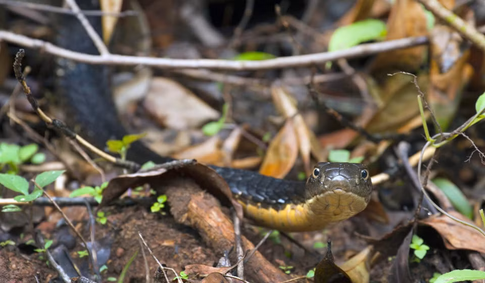 Tuy nhiên, không phải người Thái nào cũng tôn thờ thần rắn. Quận Klong Toei, Bangkok nổi tiếng với nhiều nhà hàng phục vụ các món ăn làm từ rắn, trong đó có món tiết canh sống. Ảnh: Alamy.