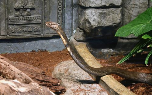 Nhiều người cho rằng thực phẩm này mang lại năng lượng dồi dào. "Món này còn hiệu quả hơn cả Red Bull", một thực khách vừa thêm rượu vào ly máu rắn vừa nói. Ông cho biết mình không tin vào Nữ chúa hổ mang và cho rằng loài bò sát này không mang lại may mắn như nhiều người vẫn tin. Ảnh: Alamy.