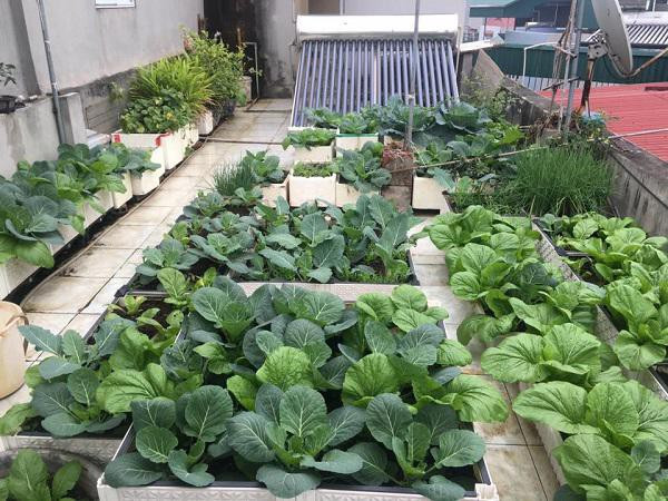 Chị Thảo tâm sự: “Khi có ý định trồng rau sạch trên sân thượng, chị cũng bị gia đình phản đối vì sợ bỏ ra công sức nhưng lại không thu được như mong muốn. Hơn nữa, ông xã sợ mình quá bận rộn với công việc rồi chăm sóc gia đình sẽ vất vả. Tuy nhiên, vì đã yêu thích và quyết tâm nên sau đó mình đã tháo gỡ 20 tấm lợp xi măng trên tầng và làm tấm chống nắng để cải tạo khu vườn trồng rau sạch."