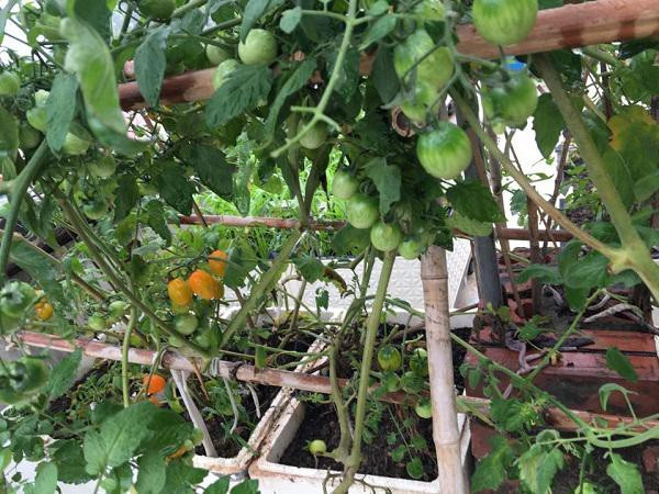 Chủ nhân của khu vườn xanh tươi tiết lộ, để có được vườn rau tươi tốt, chị chú ý hơn đến việc làm đất. Khi rau xuất hiện sâu bệnh, chị chịu khó bắt tay vì không muốn sử dụng các loại thuốc bảo vệ thực vật.