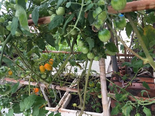 Chủ nhân của khu vườn xanh tươi tiết lộ, để có được vườn rau tươi tốt, chị chú ý hơn đến việc làm đất. Khi rau xuất hiện sâu bệnh, chị chịu khó bắt tay vì không muốn sử dụng các loại thuốc bảo vệ thực vật.