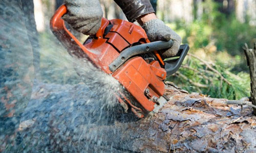 Tai nạn lao động đáng tiếc khi tỉa cây đã khiến ông Laporte chết do bị đứt cuống họng.