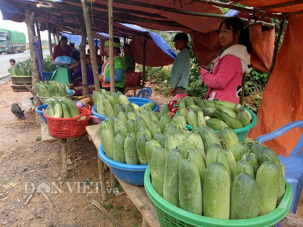 Dưa mèo được người Mông gieo hạt, trồng xen canh cùng lúa nương, cây bò tự do trên mặt đất, trên các mỏm đá chứ không cần phải làm giàn cho leo như dưa chuột. Hạt thường được gieo vào tháng 3, 4 hàng năm; đến tháng 6, 7 bắt đầu cho thu quả, đầu tháng 8 hết mùa.