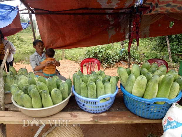 Dưa mèo trồng rất dễ, không cần phải bón phân, phun thuốc, tưới nước cây vẫn cho năng suất cao. Giống dưa này có vỏ trơn bóng, màu xanh sáng. Quả dưa mèo loại to và già có kích thước "khủng", có thể dài 25-35 phân, nặng từ 2 đến 3 cân.