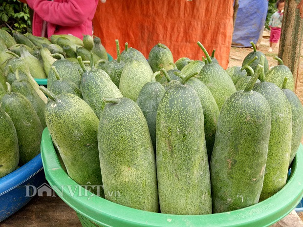 "Hái dưa để bán cũng là cả nghệ thuật. Quả dưa được hái khéo léo bởi bàn tay thoăn thoắt của người phụ nữ Mông đặt nhẹ nhàng vào chiếc gùi địu trên lưng, tránh việc va đập mạnh làm dưa bị bầm dập. Quả dưa đem bán cuống phải còn tươi mới được khách hàng ưa chuộng" - Chị Vừ Thị Sua, bản Hua Ty (xã Co Mạ, huyện Thuận Châu, tỉnh Sơn La) chia sẻ bí quyết hái và chọn dưa.