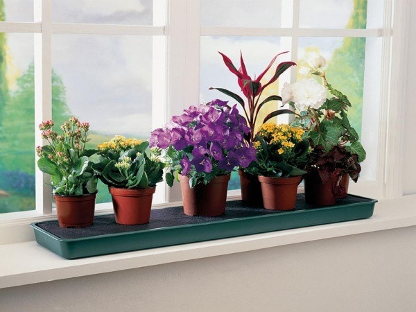 Tùy thuộc vào chiều dài của bệ cửa sổ để bạn đặt khay trồng cây phù hợp. Một vài chậu cây cảnh nho nhỏ đặt trên khay có xốp thấm nước để giữ vệ sinh cho khung cửa luôn sạch sẽ.