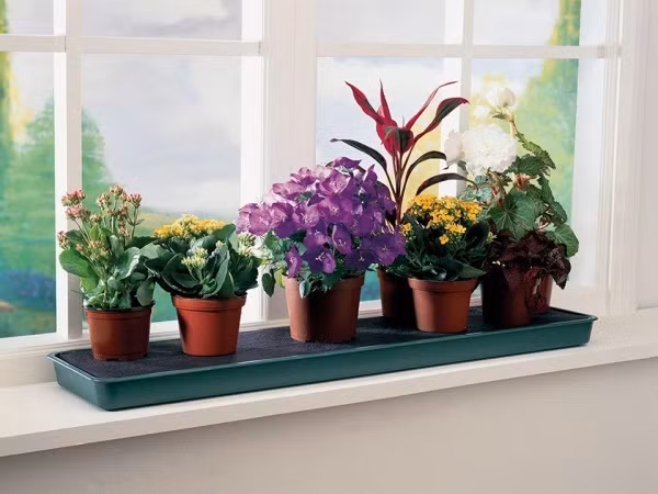 Tùy thuộc vào chiều dài của bệ cửa sổ để bạn đặt khay trồng cây phù hợp. Một vài chậu cây cảnh nho nhỏ đặt trên khay có xốp thấm nước để giữ vệ sinh cho khung cửa luôn sạch sẽ.